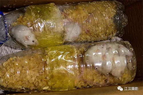 CC宝,湖南野生动物追踪,湖南卫星追踪器,湖南追踪器