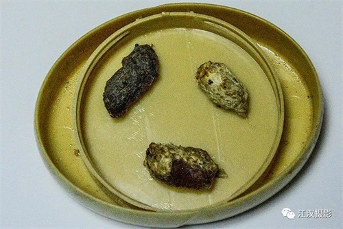 CC宝,湖南野生动物追踪,湖南卫星追踪器,湖南追踪器