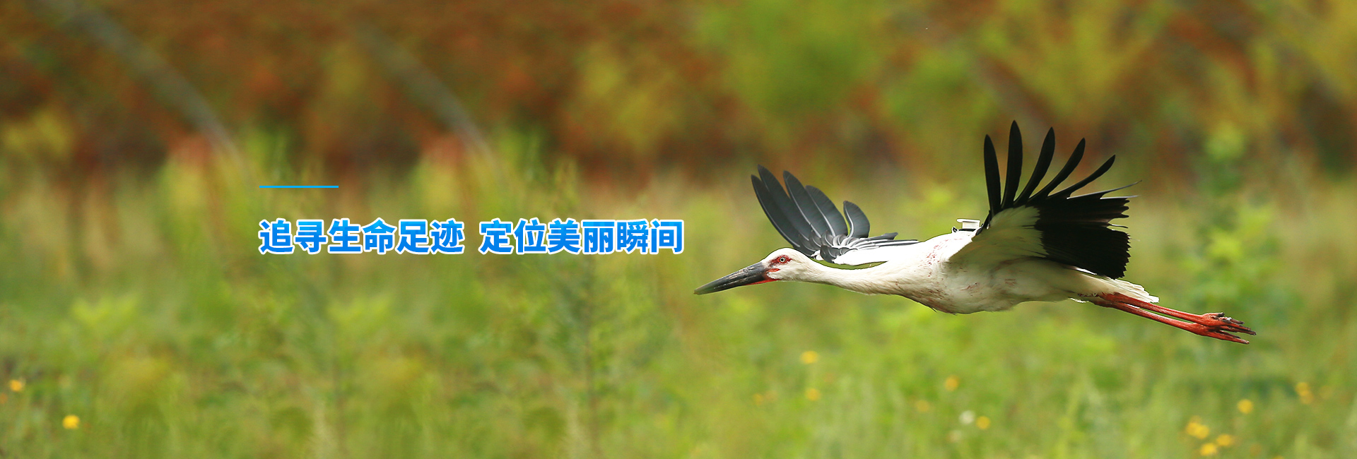 CC宝_湖南野生动物追踪|湖南卫星追踪器