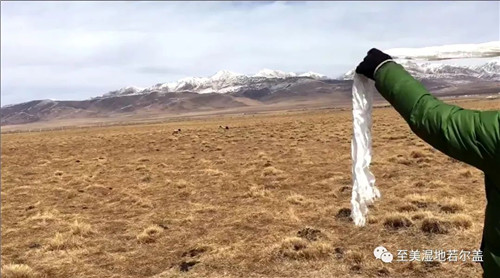 CC宝,湖南野生动物追踪,湖南卫星追踪器,湖南追踪器