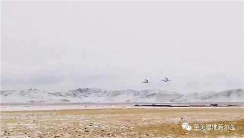 CC宝,湖南野生动物追踪,湖南卫星追踪器,湖南追踪器