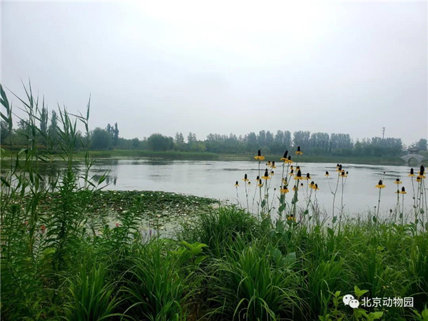 CC宝,湖南野生动物追踪,湖南卫星追踪器,湖南追踪器