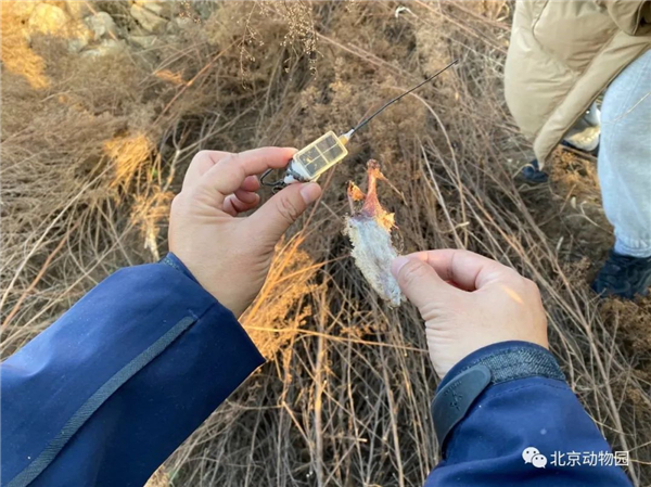 CC宝,湖南野生动物追踪,湖南卫星追踪器,湖南追踪器